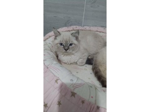 A kalite british shorthair yavrular