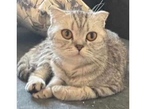 Güzel kedimiz jisoo sahiplendirmek istiyoruz