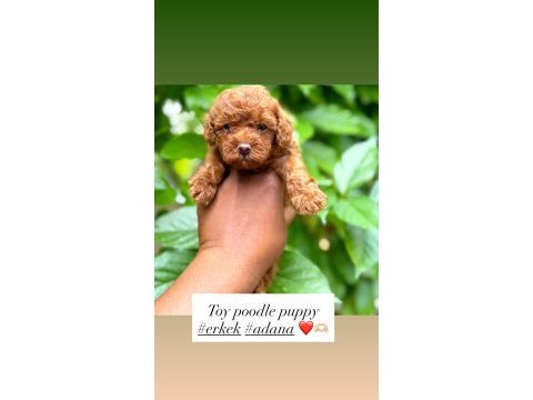 Toy poodle bebeklerimiz