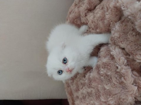 Güzel kızım yeni yuvasına gitmek için hazır scottish fold