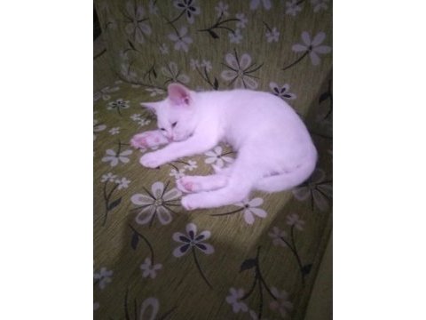 Yakışıklı ve masum yavru 2 aylık british shorthair