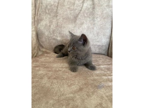 Kür rengi asil bebek british shorthair