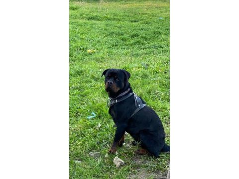 Safkan rottweiler