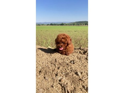 Toy poodle kore kanı a kalite