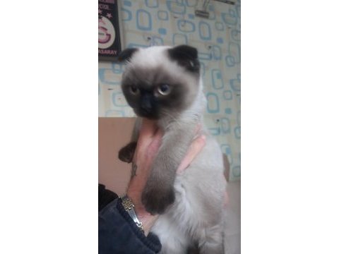 Scottish fold erkek 6 aylık