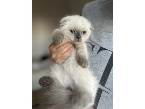 Blue point scottish fold yavrular