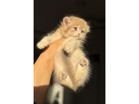 Nadir renk ay12 blue golden british longhair