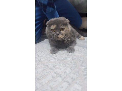 Çok uysal 1 yaşında dişi kedimiz