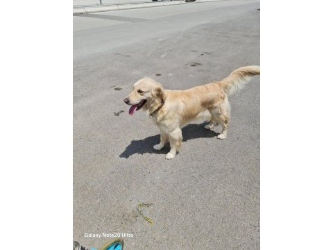 Golden retriever kızımıza yuva arıyoruz