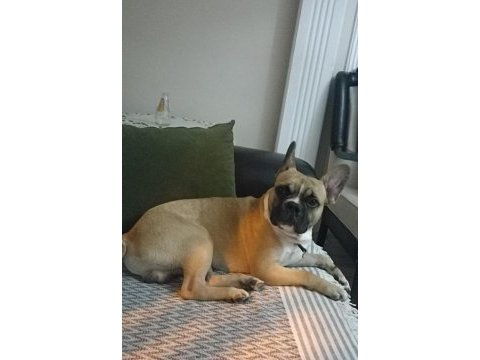 Köpeğimiz odine yeni yuva
