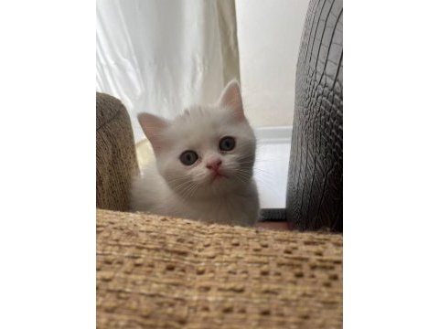 Acil uygun puanlı dişi british shorthair yavru