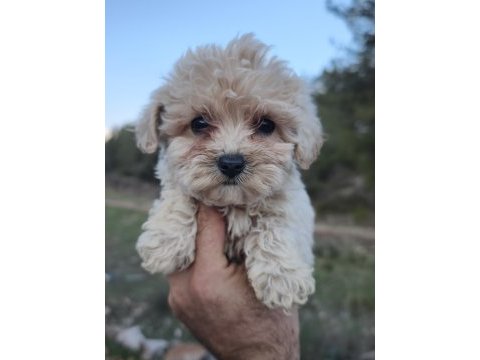 Anne altından maltipoo yavrular