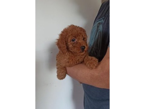 Toy poodle erkek yavrularım