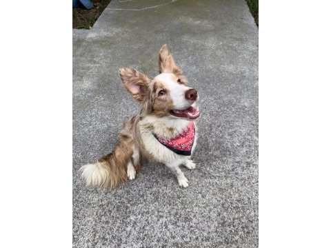 Kahve beyaz fcı kıf şecereli 6 aylık erkek mikroçipli collie