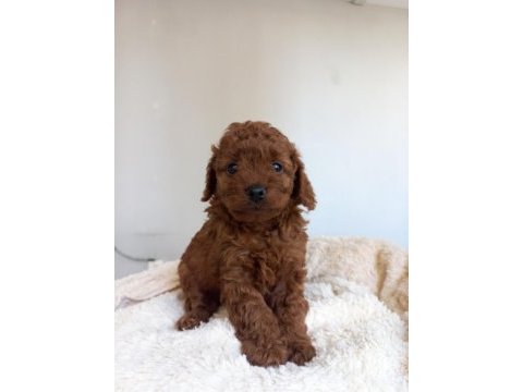 Kore kan poodle sahiplendirme