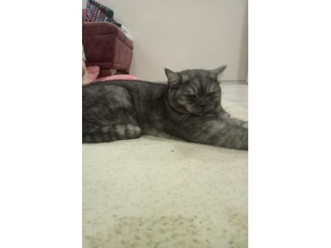 British shorthair kediler