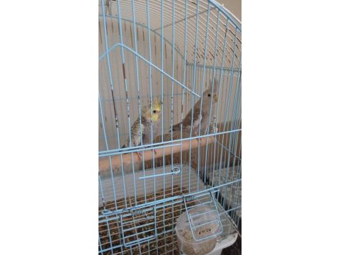 Üç aylık yeme düşmüş sultan papağanı yavrular