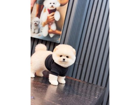 Sağlık ve ırk garantili pomeranian