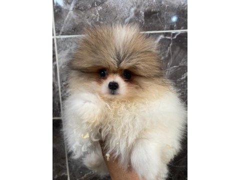 Pomeranian sevgililer gününe özel kampanya