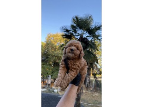 Kore maltipoo yavrumuz yeni yuvasına hazır