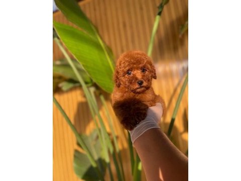 Toy poodle bebeklerimiz referans yavru