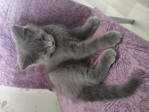 British shorthair erkek 2 aylık