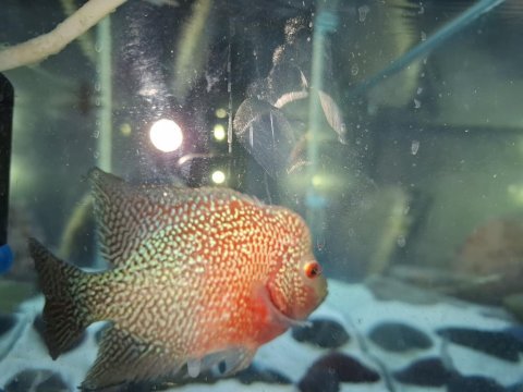 Erkek flowerhorn