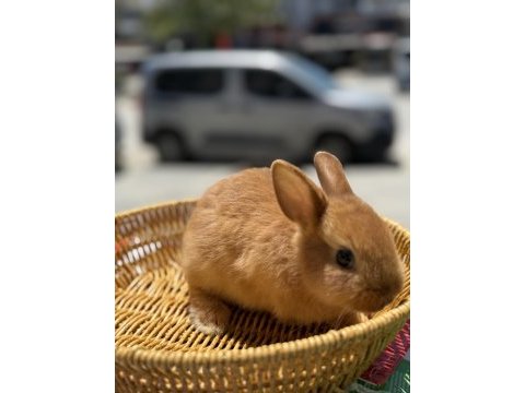 Bebek cüce tavşanlarımız