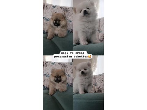 Dişi ve erkek pomeranian bebişler