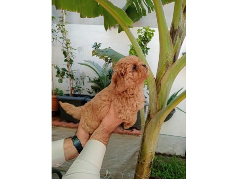 Maltipoo yavrular