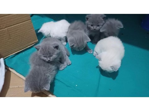 2 aylık yavru scottish fold kedimiz