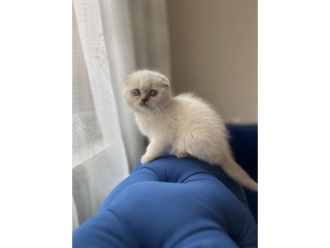 Bebek yüz scottish fold blue point yavrularımız a kalite