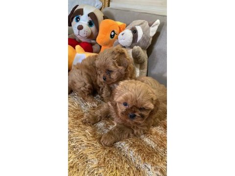 Wc eğitimli aşılı karneli maltipoo yavrularımız