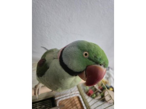 Erkek alexander papağanı