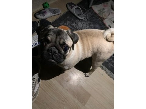 7 aylık tuvalet eğitimli pug
