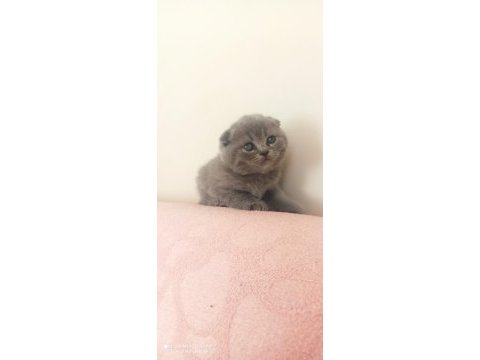 Scottish fold yavrular