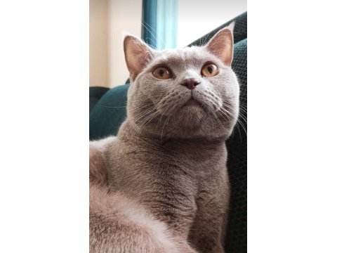 British shorthair çiftleştirme ilanıdır