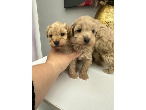 Maltipoo bebekler