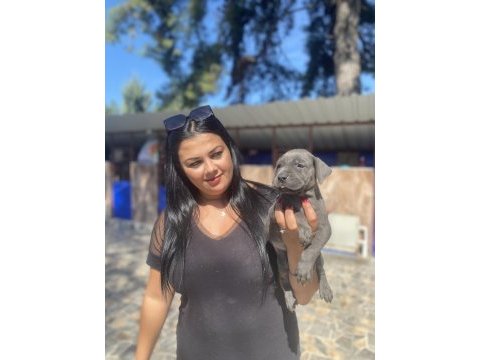 Blue mavi gözlü cane corso yavrularım