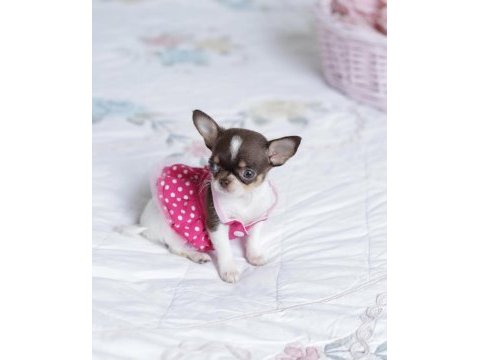 Teacup xs elma kafa küt burun şivava yavrular