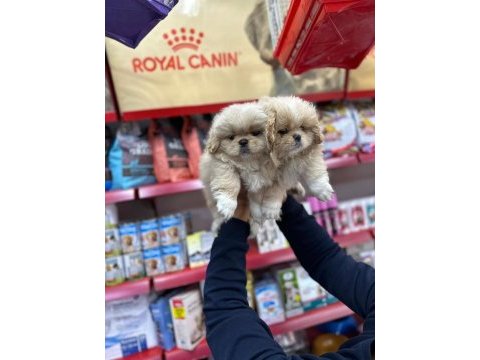Pekinez orjinal sağlık garantili