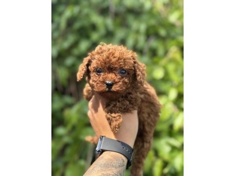 Exotıc pet club toy poodle