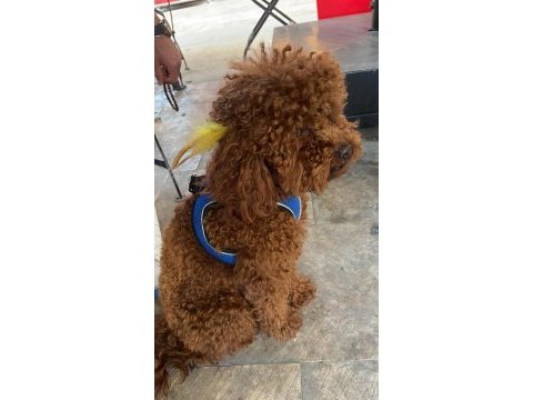 Erkek poodle 1.5 yaşında