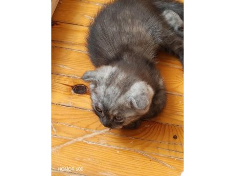 45 günlük erkek scottish fold