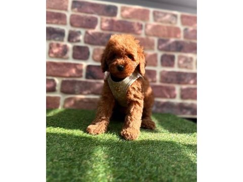 Safkan toy poodle yavrular