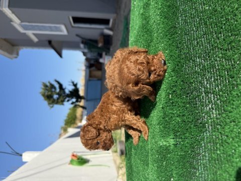 Kore teacup poodle toy