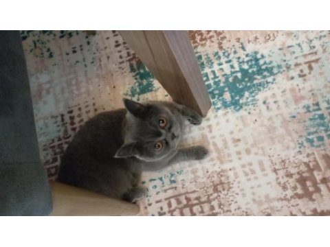 1 yaşında british shorthair