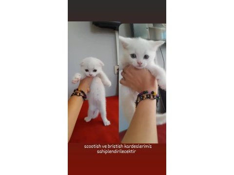 2 aylık iki kardeş scottish fold yeni yuvasını arıyor