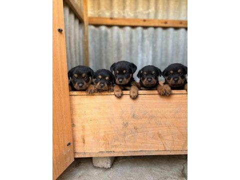 Rottweiler yavruları