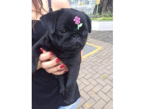 Siyahın en güzeller tonlarında pug bebekler